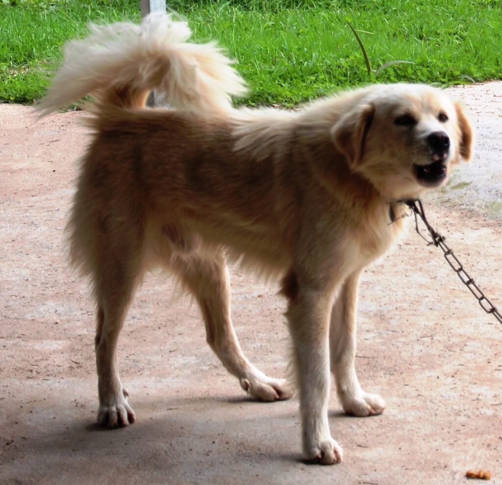 photo of the type of mixed breed search dog