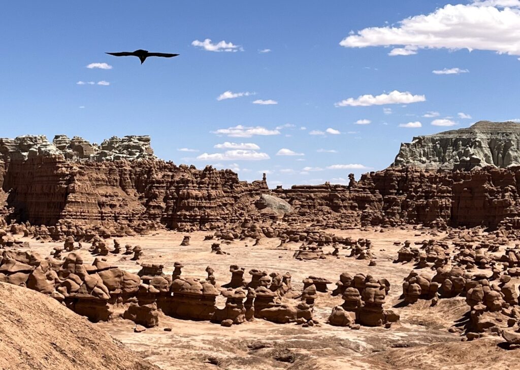 bird flies over Goblin Valley State Park in southern Utah