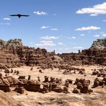 bird flies over Goblin Valley State Park in southern Utah