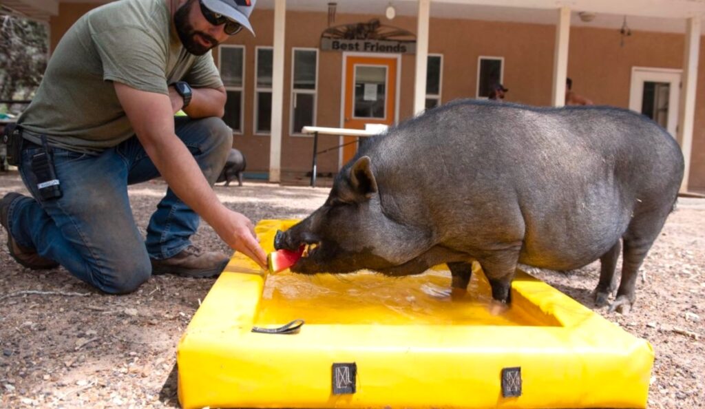 photo of pig at Best Friends Animal Sanctuary in Utah