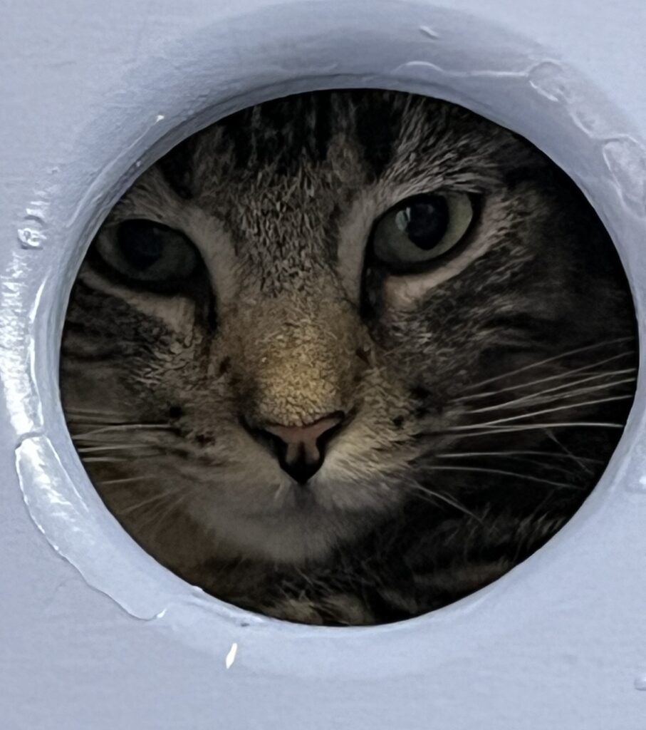 photo of cat at Best Friends Animal Sanctuary in Utah