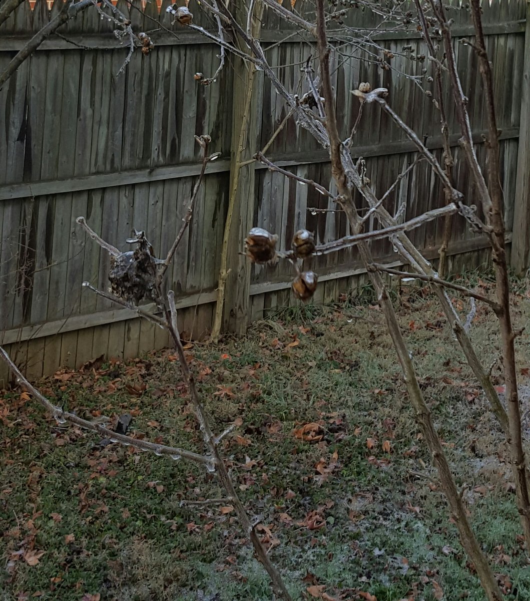 NWS Issues Freeze Warning for Montgomery County - Montgomery Community ...