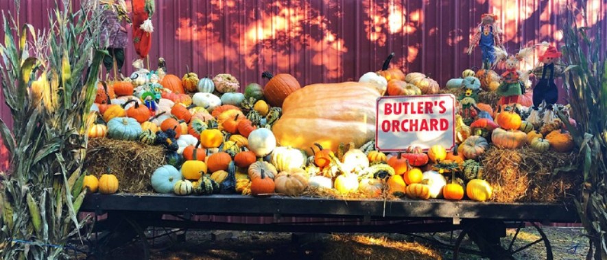 Annual Pumpkin Festival returns at Butler’s Orchard
