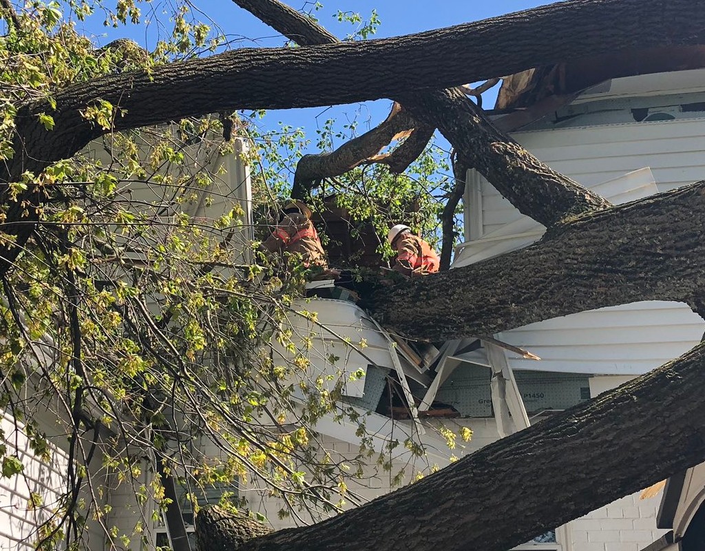 Kensington Man Trapped, Rescued After Large Tree Falls Through House ...