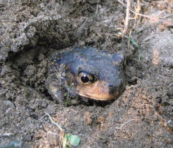 Spadefoot Toad