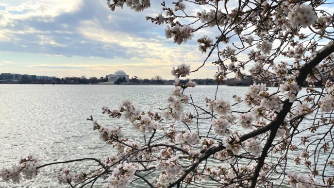 photo of cherry blossoms at the Tidal Basin