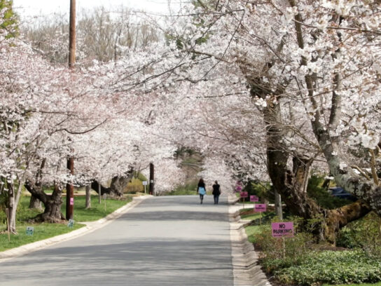 Photo of Kenwood Cherry Blossoms taken March 22 2022