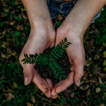 photo of hands holding small plant