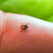 photo of a small tick probably an adult femail blacck-legged tick