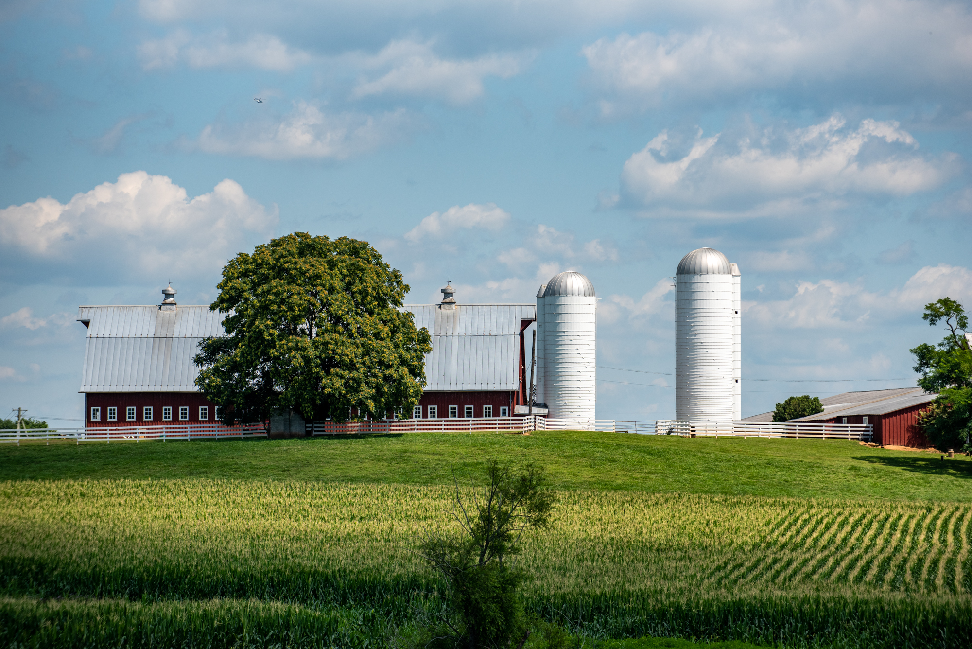 Tusculum Farm Landscape