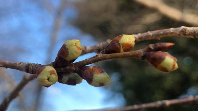 photo of cherry blossom buds