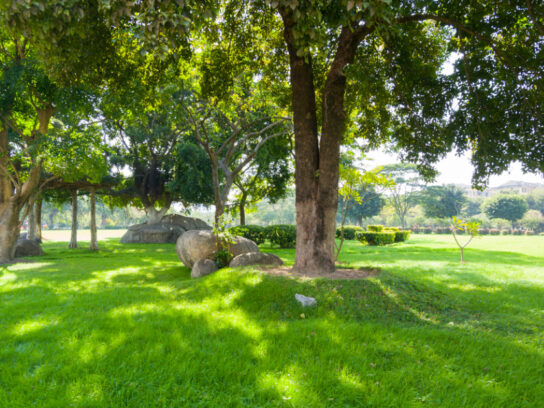 grass under tree canopy