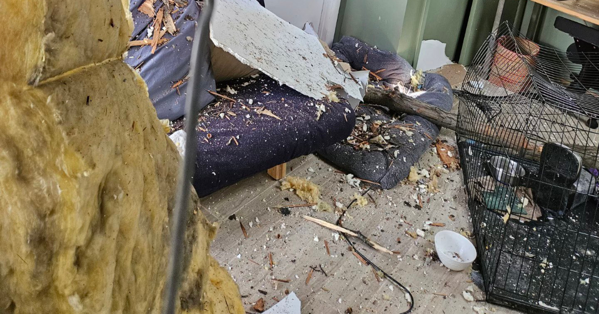 No Injuries After Tree Falls on House in Takoma Park - Montgomery ...