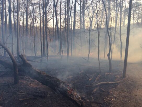 brush fire