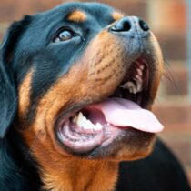 photo of large dog rotweiler