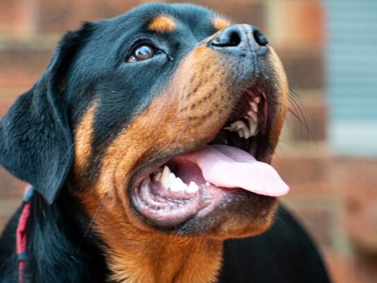 photo of large dog rotweiler