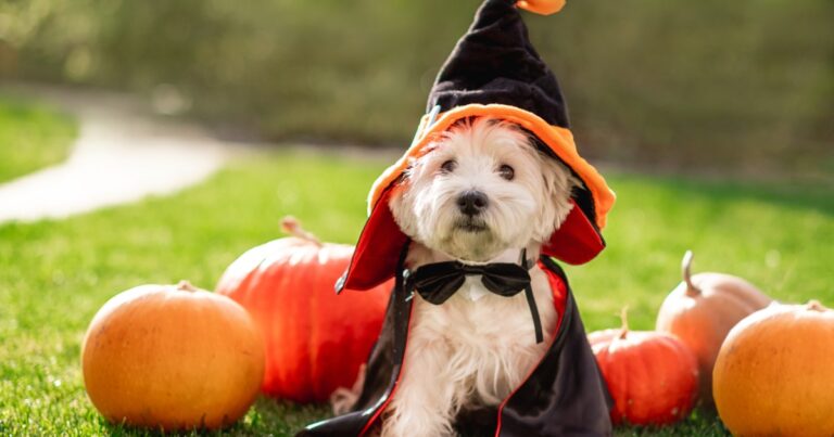 small dog in halloween costume with pumpkins