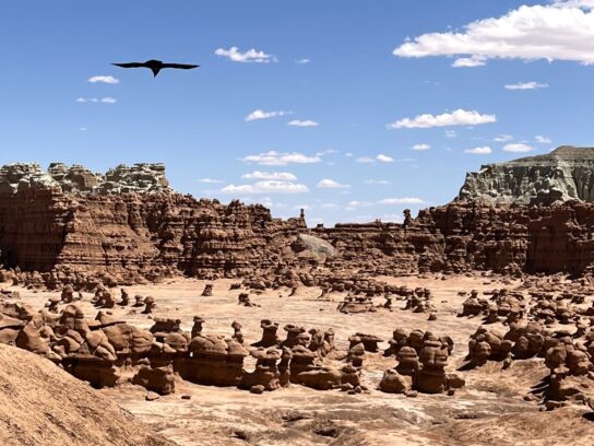 bird flies over Goblin Valley State Park in southern Utah