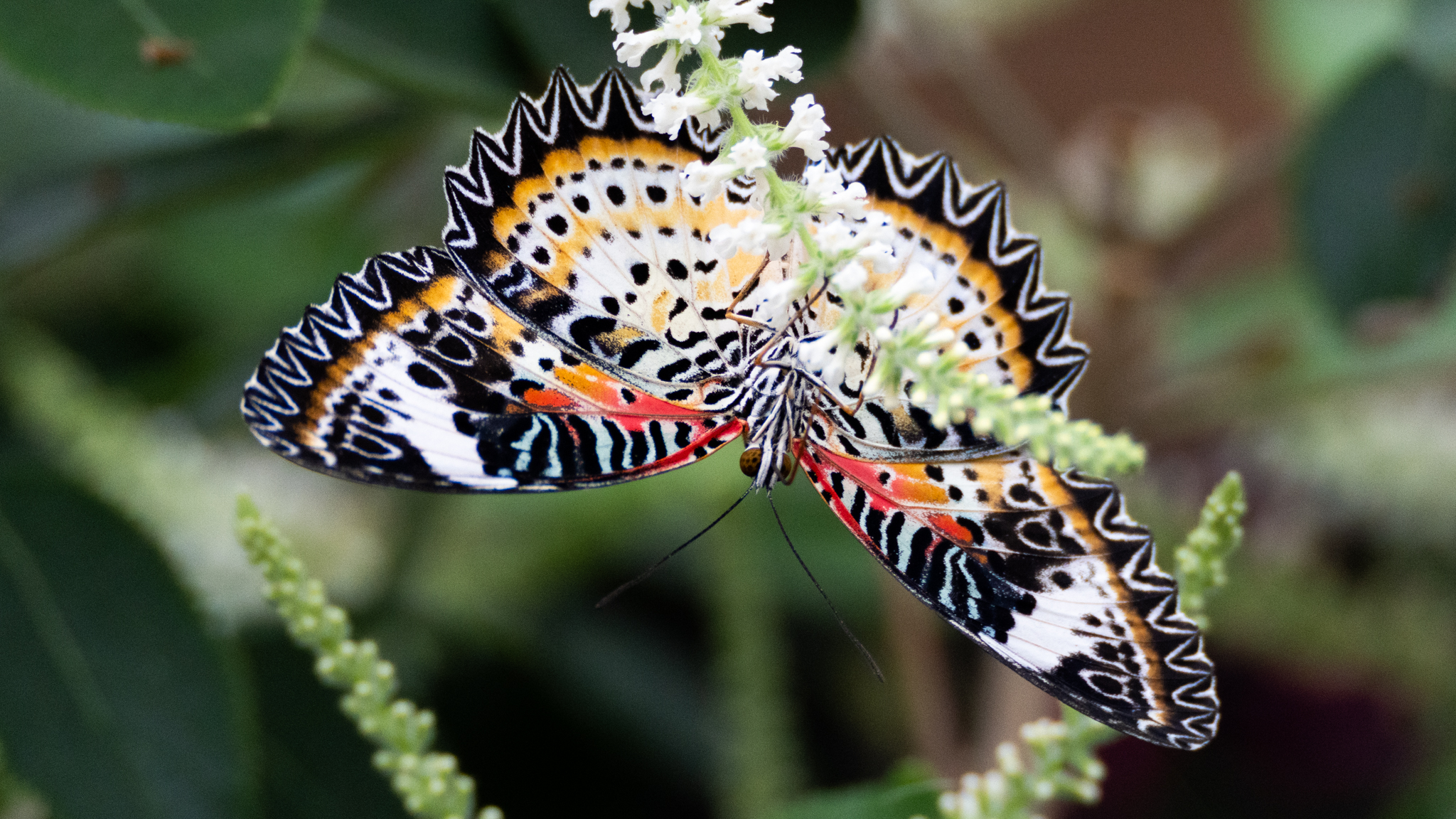 Brookside_Butterflies_feature-