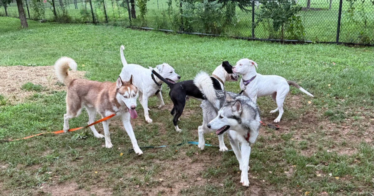 County Animal Shelter Over Capacity with Dogs - Montgomery Community Media