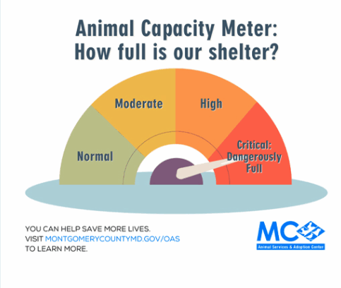 montgomery county animal shelter over capacity