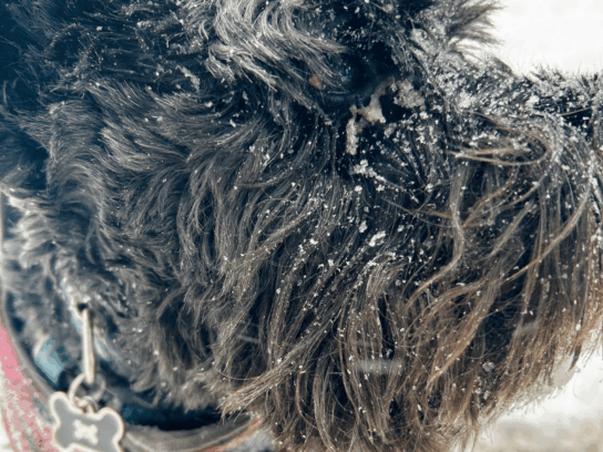 tiny Schnauzer Ziggy enjoying a walk in Takoma Park, Maryland. January 25, 2026.photo Courtesy: Markette Sheppard