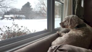 Residents’ pets stay indoors while the snowstorm passes. Photo: Cristina Caicedo Smit