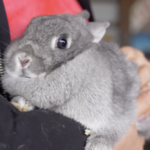 bunny rabbit at butler's orchard bunnyland germantown maryland
