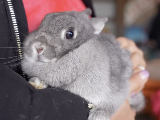 bunny rabbit at butler's orchard bunnyland germantown maryland