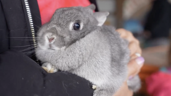 bunny rabbit at butler's orchard bunnyland germantown maryland