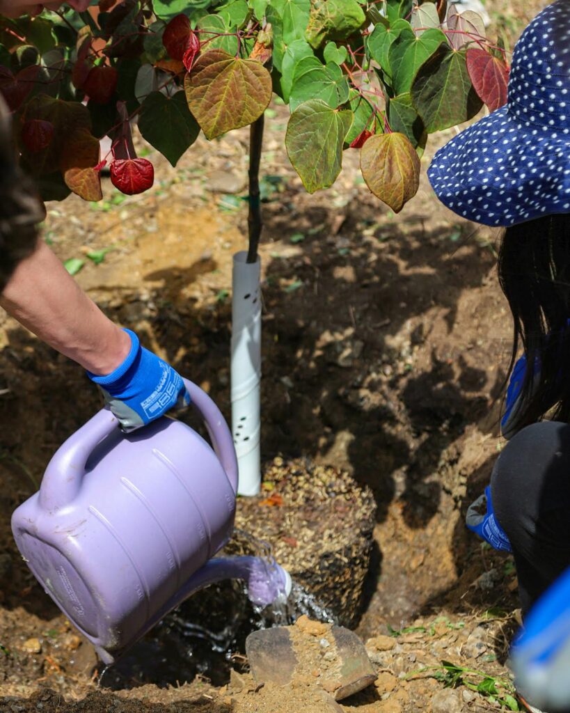 Students plant a native redbud tree in the pocket park