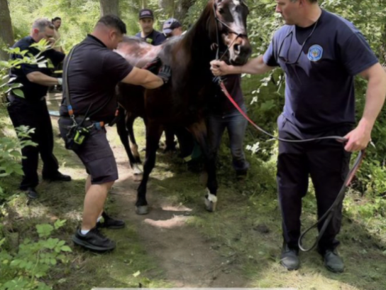 horse rescue at Patuxent River State Park