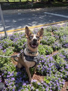 Camo (animal shelter)