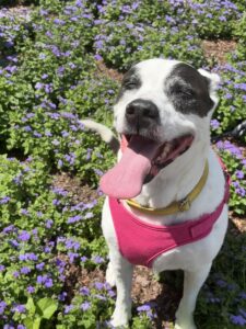 Bedelia (animal shelter)