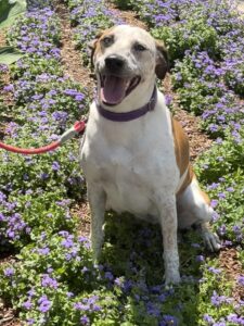 Maven (animal shelter)