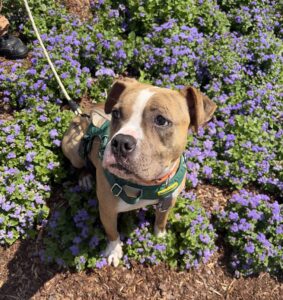 Tigra (animal shelter)