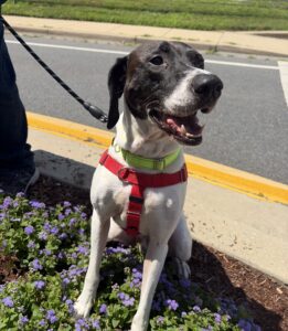 Shadow (animal shelter)