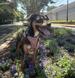 Nova (animal shelter)