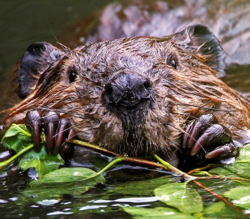 Worried about rabies? Beavers aren’t the problem
