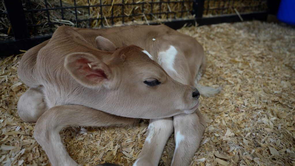 Calfs