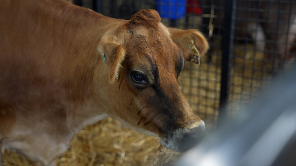 Visitors at the Agricultural Fair can ask questions about the animals and those questions can turn into an education about farming.