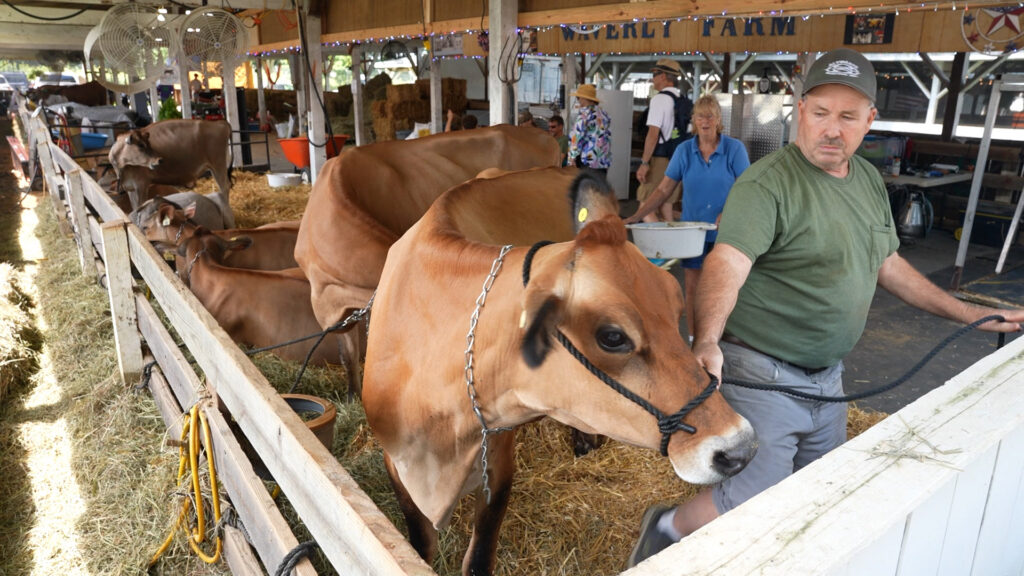 Cattle exhibitor Darren Santelle, has been going to the fair for more than 20 years.
