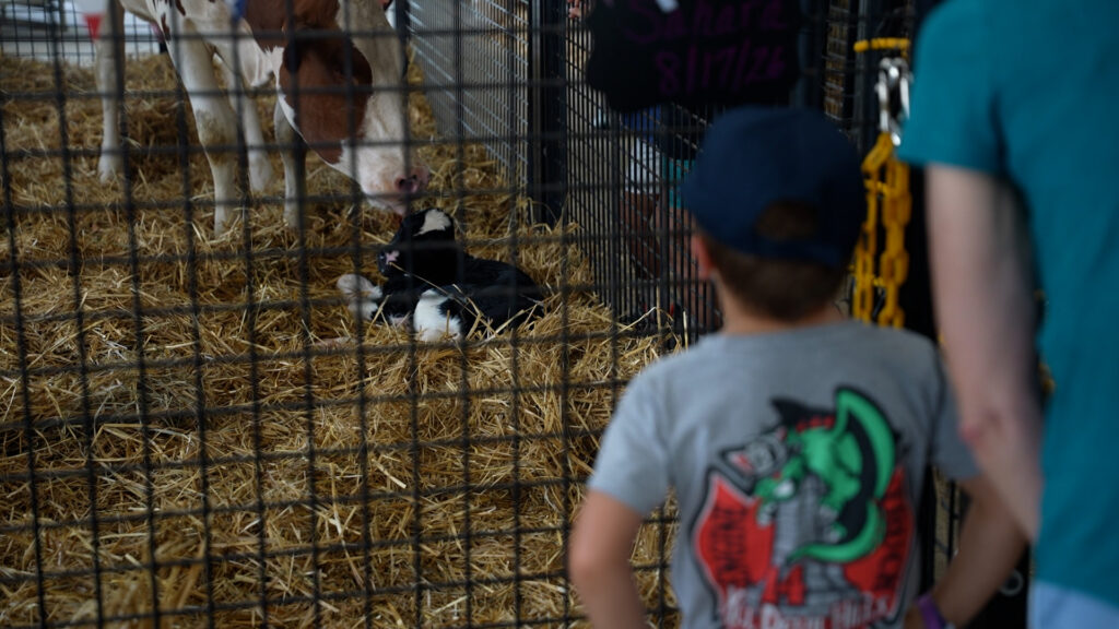 A calf is born at the Agricultural fair