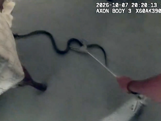 Officer catches snake with bare hands in Montgomery Village. Photo Credit MCPD